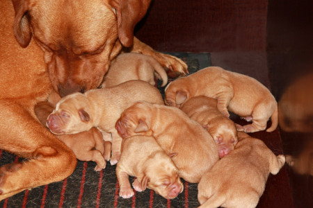 Allein unter Männern…