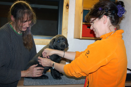 Die Tierärztin war da