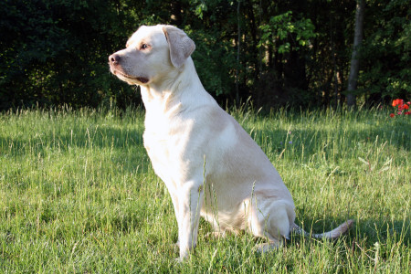 Kates Untersuchungsbefund von Laboklin