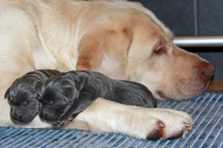 Kates Welpen sind angekommen