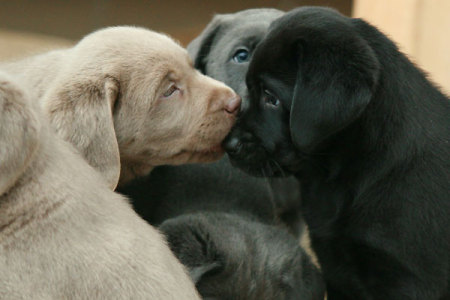 Und dann kam Bolle…