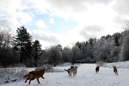 Winterspaziergang in Weiß