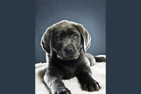 Al chiaro di Luna von den drei Linden