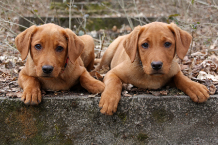 Darf ich vorstellen?