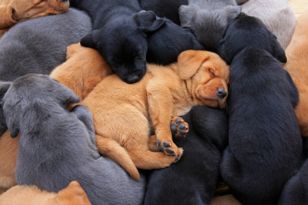 Wir erwarten Welpen…