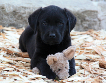 Cooper (2)