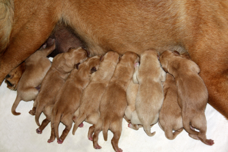 Mit Speck fängt man…Füchse?!