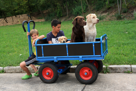 Hoch auf dem „goldnen“ Wagen