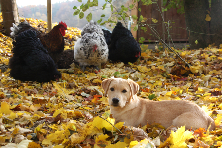 Huhn meets Hund