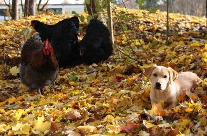 Hund meets Huhn II
