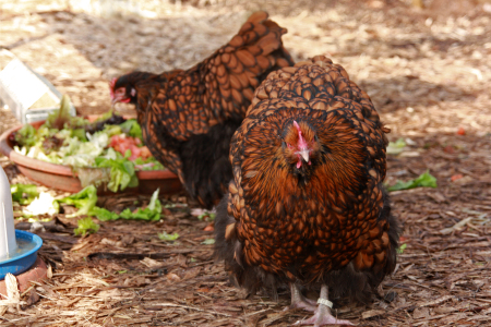 Neues von unseren gefiederten Freunden