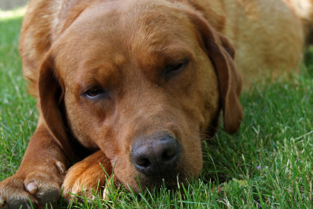 Chili testet Lavylites