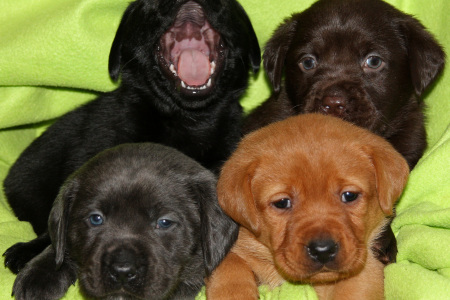 …und hier sind sie schon