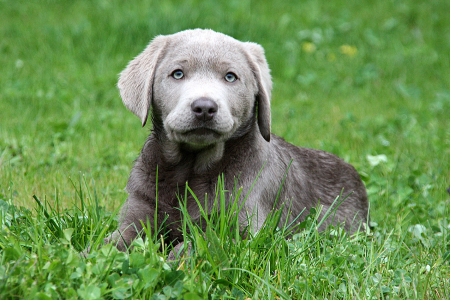 Unsere aktuellen Welpen…