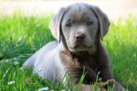 Sam von den drei Linden