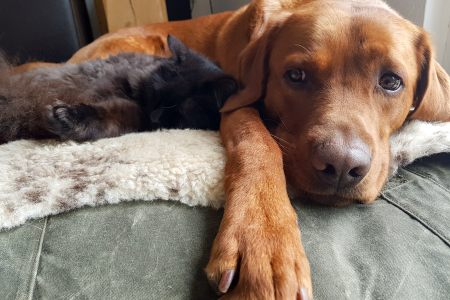 Eddie und die Katzen